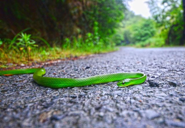 孕妇胎梦梦到绿色的蛇是什么意思?好不好?