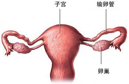 试管和输卵管有关系吗