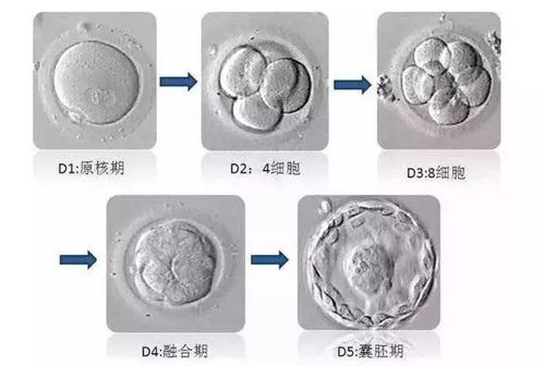 囊胚发育过程