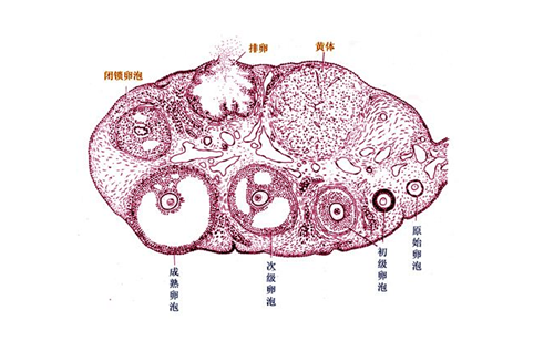 卵泡