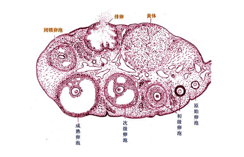 卵泡