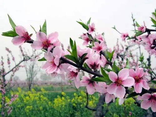 胎梦梦见桃花