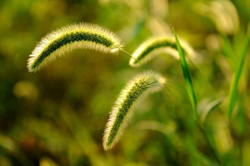 狗尾巴草